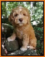 BB Marlow pups 8 wks old 2170