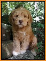 BB Marlow pups 8 wks old 3170