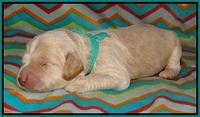 BB Marlow pups 1 week old 141