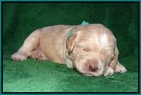 BB Marlow pups 2 wks old 161