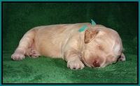 BB Marlow pups 2 wks old 171