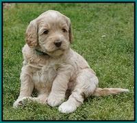 BB Marlow pups 5 wks old 461