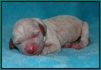 BB Marlow pups Newborn 171