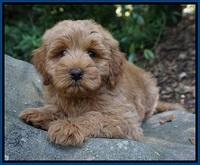 Gem Parson pups  8 wks old 3300