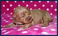Gem Parson pups 2 wk old 11