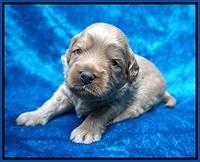 Gem Parson pups 3 wk old 11