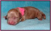 Gem Parson Newborn pups 23