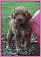 Gem Parson pups  5 wk old 131