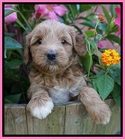 Gem Parson pups  5 wk old 71