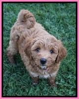 Gem Parson pups  7 wks old 101