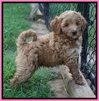 Gem Parson pups  7 wks old 91