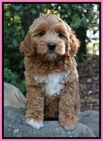 Gem Parson pups  8 wks old 5300