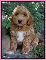 Gem Parson pups  8 wks old 7300