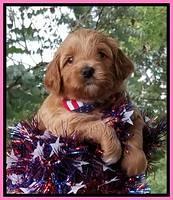 Gem Parson pups  July 4 wk old 21