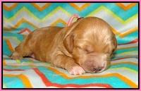 Gem Parson pups 1 wk old 41