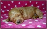 Gem Parson pups 2 wk old 61