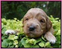 Gem Parson pups 3 wk old 61