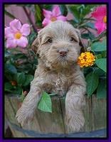 Gem Parson pups  5 wk old 151