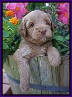 Gem Parson pups  5 wk old 161