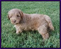 Gem Parson pups  5 wk old 181