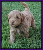 Gem Parson pups  5 wk old 191