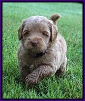 Gem Parson pups  5 wk old 201