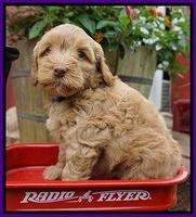 Gem Parson pups  6 wks old 191