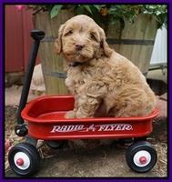 Gem Parson pups  6 wks old 221