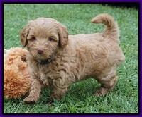 Gem Parson pups  6 wks old 231