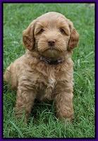 Gem Parson pups  7 wks old 141