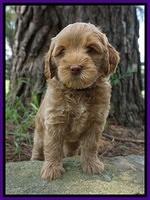 Gem Parson pups  7 wks old 151