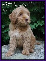 Gem Parson pups  8 wks old 121