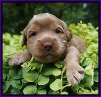 Gem Parson pups 3 wk old 81