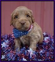 Gem Parson pups 4 wks old 81