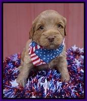 Gem Parson pups 4 wks old 91