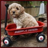 Gem Parson pups  6 wks old 271