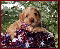 Gem Parson pups  July 4 wk old 41