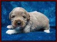Gem Parson pups 3 wk old 101