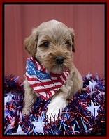 Gem Parson pups 4 wks old 111