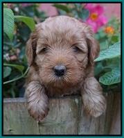 Gem Parson pups  5 wk old 291