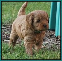 Gem Parson pups  5 wk old 301