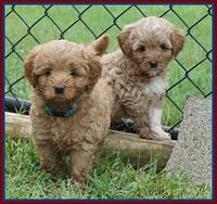 Gem Parson pups  6 wks old 111