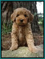 Gem Parson pups  7 wks old 321