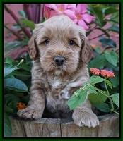 Gem Parson pups  5 wk old 341