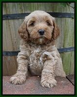 Gem Parson pups  6 wks old 321