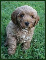 Gem Parson pups  7 wks old 251