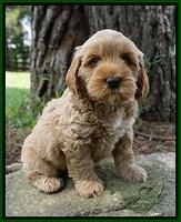 Gem Parson pups  7 wks old 261