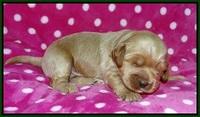Gem Parson pups 2 wk old 131
