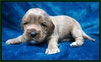 Gem Parson pups 3 wk old 161