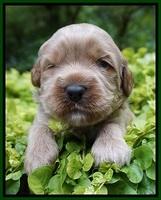 Gem Parson pups 3 wk old 171